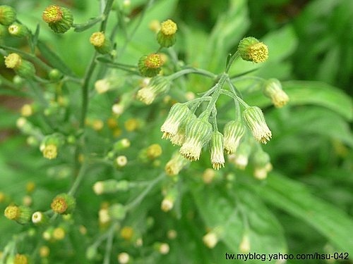 野茼蒿 台北市區.jpg 野茼蒿 台北市區.jpg