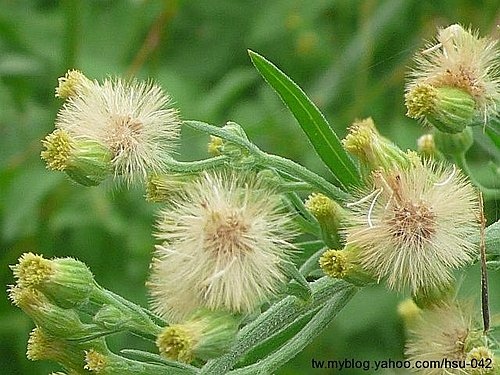 野茼蒿 南港.jpg 野茼蒿 南港.jpg