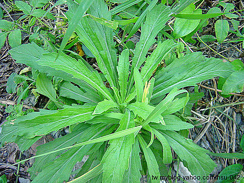 野茼蒿.jpg 野茼蒿.jpg