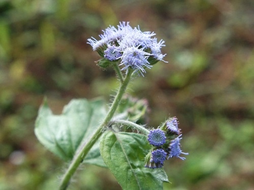 紫花霍香薊 宜蘭 冬山 太和(1).jpg