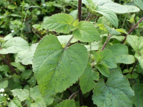 紫花霍香薊 宜蘭 冬山 太和.jpg
