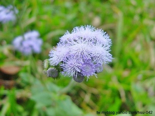 紫花藿香薊 桃園 龍潭.jpg