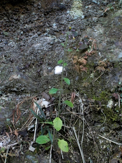 裂葉艾納香 台中 八仙山.jpg
