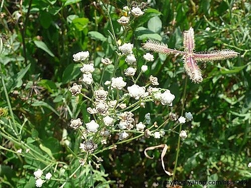 銀膠菊 彰化 伸港.jpg 銀膠菊 彰化 伸港.jpg