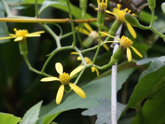蔓黃菀 台北 北投 中正山.jpg