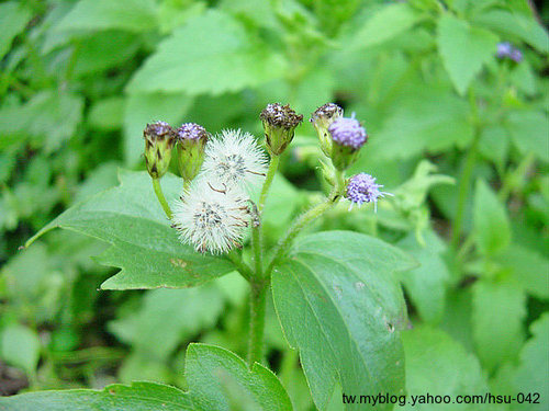 貓腥草 新竹 竹東.jpg