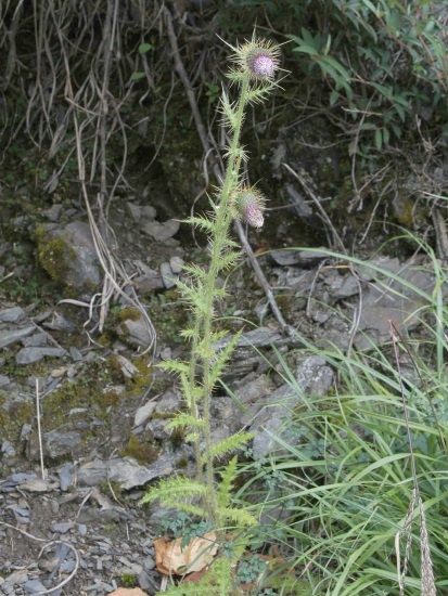 鱗毛薊 南投 台14甲 鳶峰(1).jpg