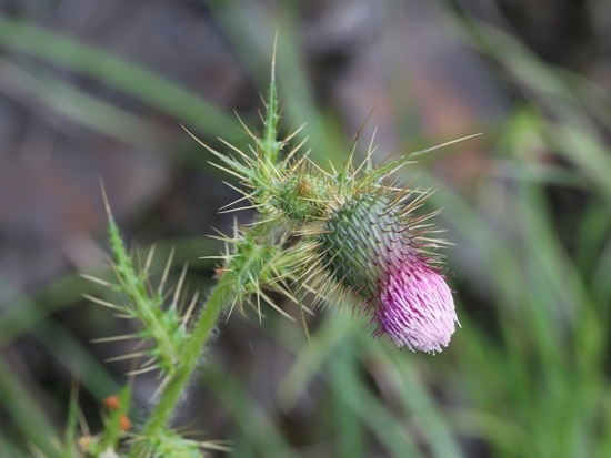 鱗毛薊 南投 台14甲 鳶峰.jpg