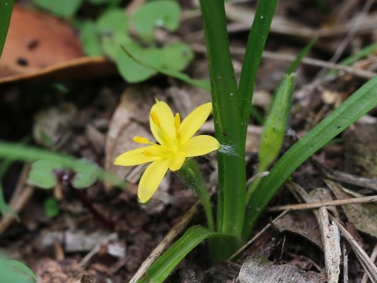 小金梅葉 苗栗 大湖 馬拉邦山(1).jpg