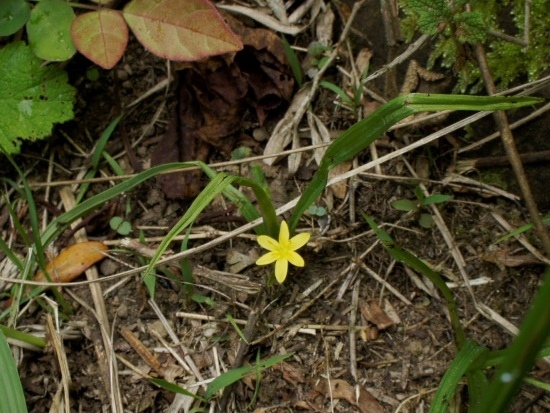 小金梅葉 苗栗 大湖 馬拉邦山.jpg