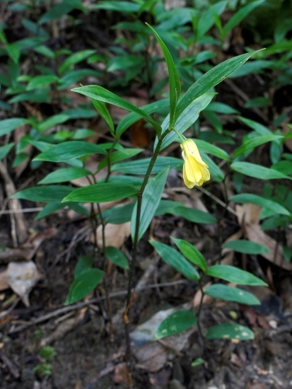 山寶鐸花 基隆 大武崙山區.jpg