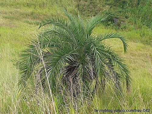 台灣海棗 大肚山.jpg