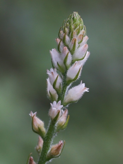 束心蘭 台北 汐止.jpg