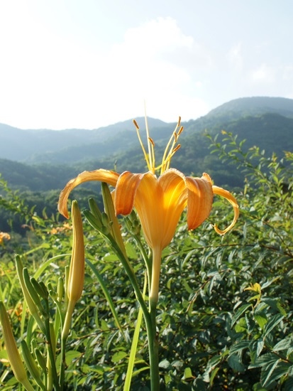 金針花 台北 北投山區.jpg