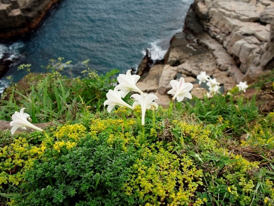 粗莖麝香百合 東北角海岸 龍洞岬.jpg