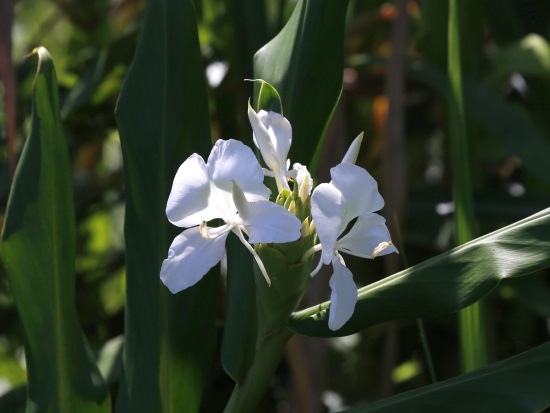 野薑花 宜蘭 員山 鼻仔頭.jpg