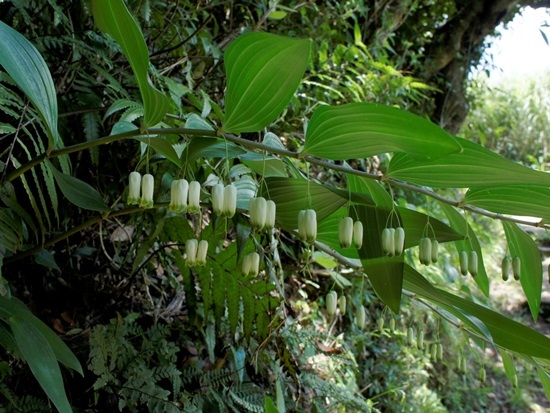 萎蕤 陽明山國家公園 面天山(2).jpg
