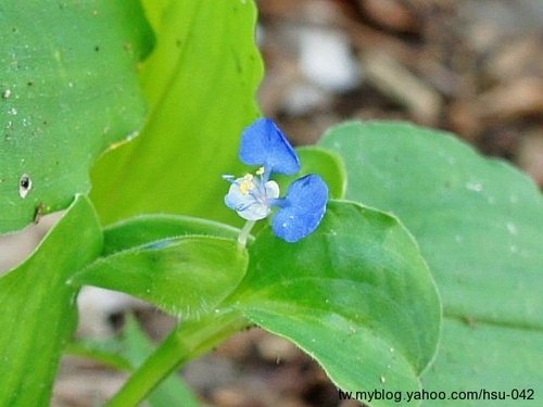 圓葉鴨跖草 白沙屯.jpg
