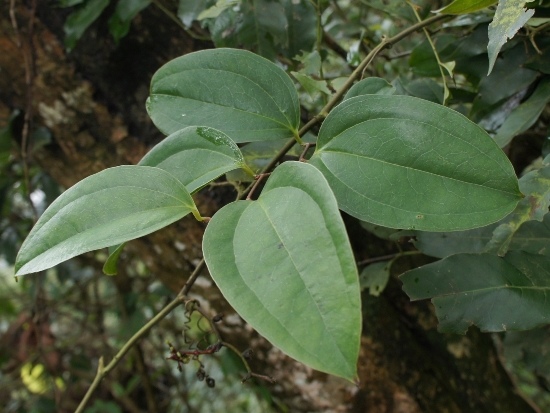 糙莖菝葜 苗栗 獅潭(3).jpg