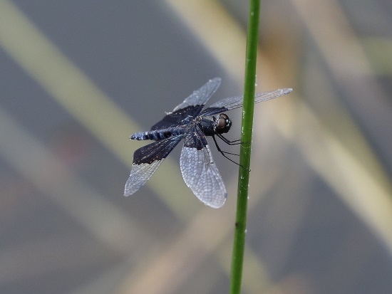 三角蜻蜓 ♀ 新北 汐止 夢湖.jpg