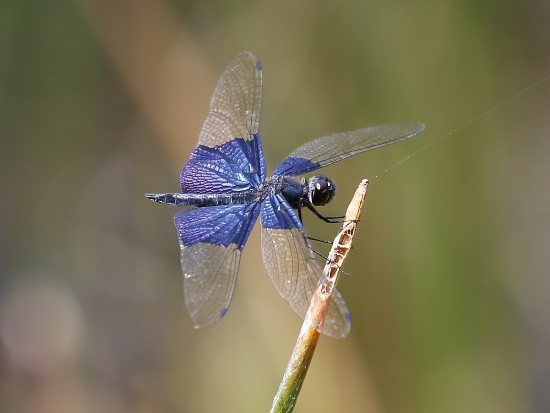 三角蜻蜓 新北 汐止 夢湖.jpg