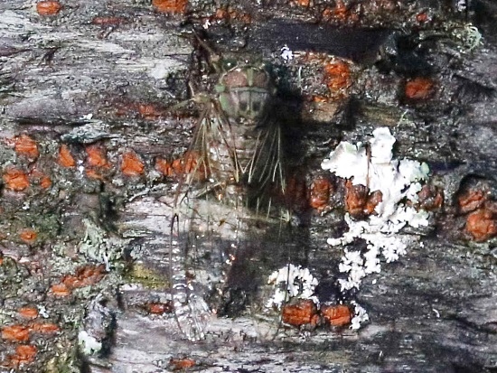 小暮蟬 ♀蟲 台中 武陵農場(1).jpg