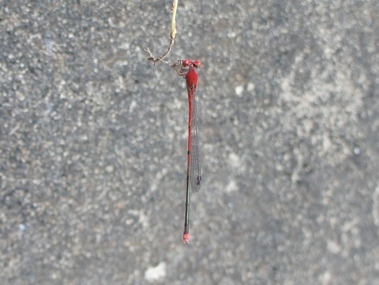 弓背細蟌 ♂蟲 新竹 關西 三洽水.jpg