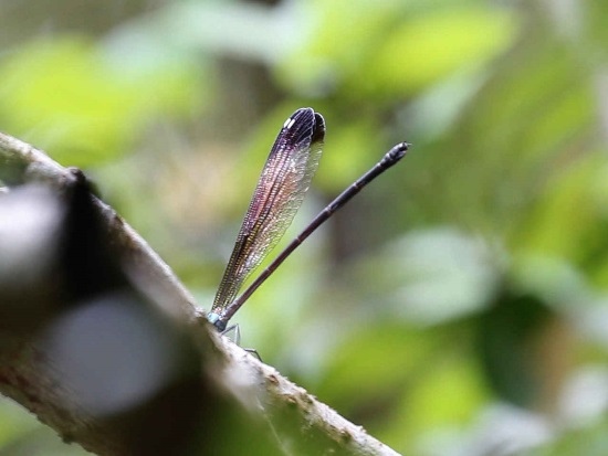 中華珈蟌(南台亞種) ♀蟲 中橫 岳王祠.jpg