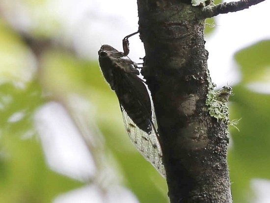 可禮大蟬 ♂蟲 台中 武陵農場.jpg