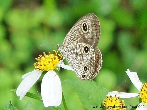 台灣波紋蛇目蝶 台北 雙溪.jpg