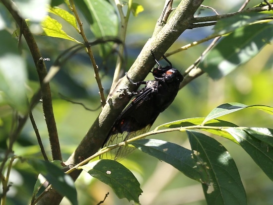 台灣熊蟬 ♀蟲 陽金公路.jpg