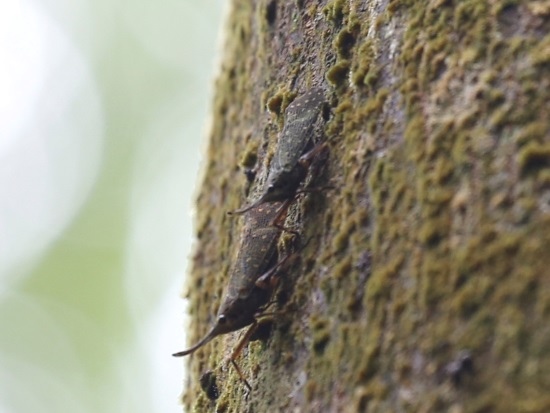 台灣錐頭蠟蟬 新北 新店 安坑(1).jpg