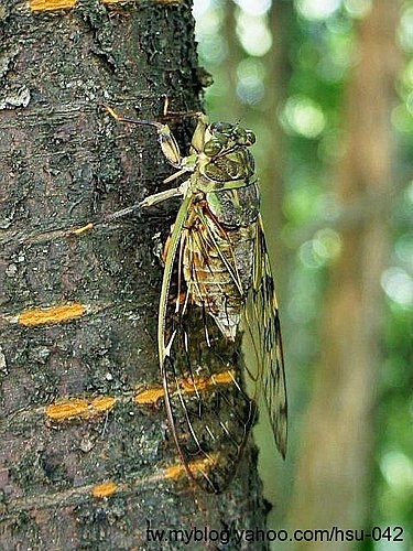 台灣騷蟬♀ 烏來.jpg