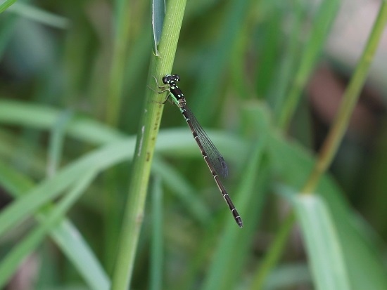 四班細蟌 台北 基隆河岸 ♀蟲.jpg
