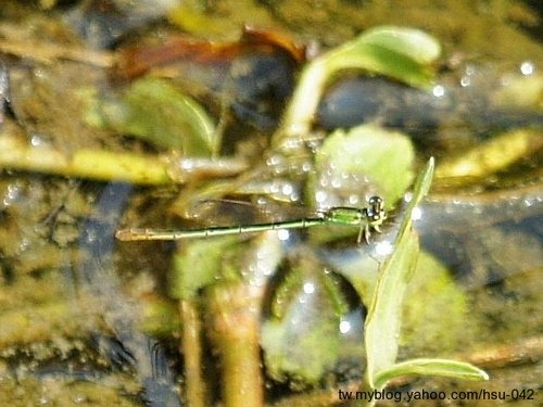 白粉細蟌♀ 台北 雙溪.jpg