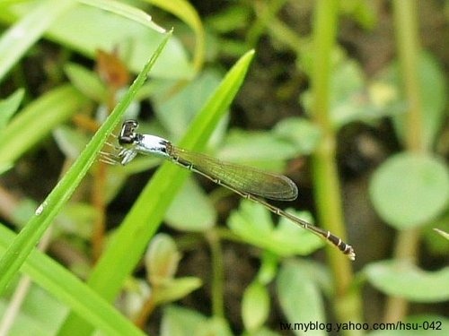 白粉細蟌♂ 台北 植物園.jpg