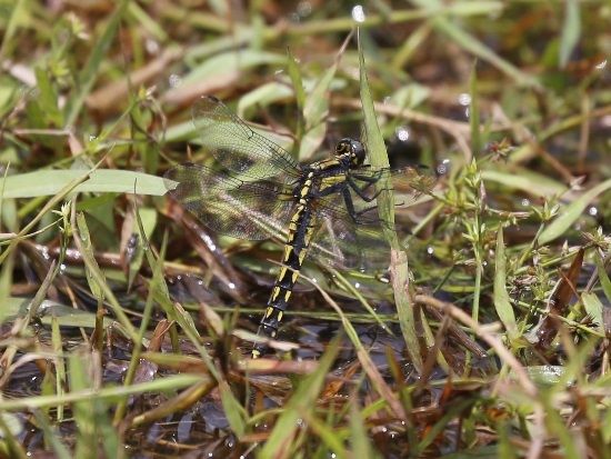 扶桑蜻蜓 陽明山國家公園 冷水坑.jpg