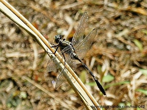 杜松蜻蜓 ♀ 台北 金山.jpg