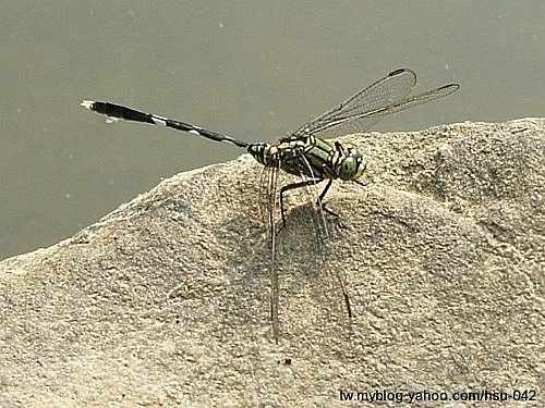 杜松蜻蜓 台北 內湖.jpg