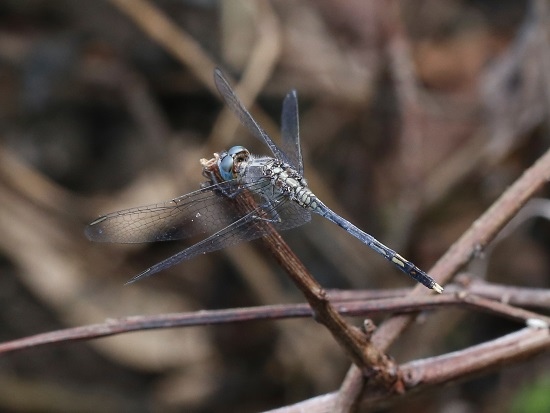 侏儒蜻蜓 台中 后里 泰安.jpg