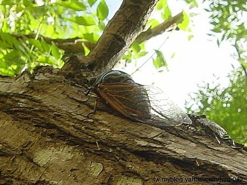 紅脈熊蟬♀ 新竹 新豐.jpg