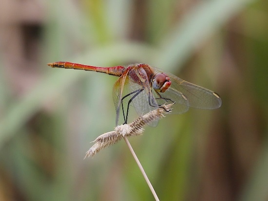 紅脈蜻蜓 桃園 蘆竹 竹圍漁港(1).jpg