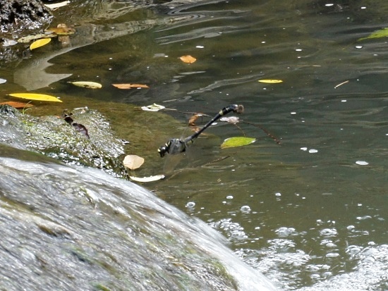 異紋春蜓♀蟲 台北 內湖 內溝.jpg
