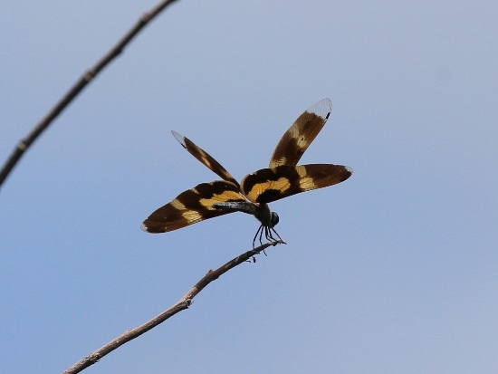 彩裳蜻蜓 新豐 鳳坑 ♀2 (2).jpg