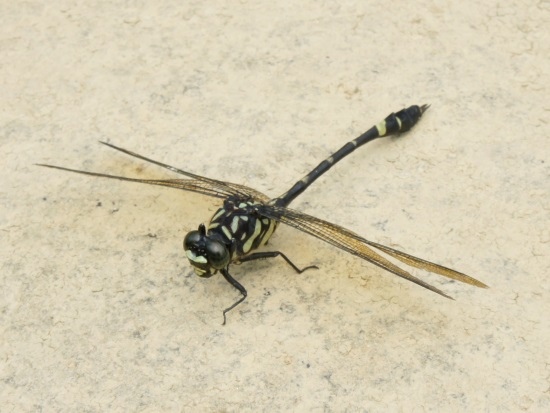 異紋春蜓♂蟲 台北 內湖 內溝(1).jpg