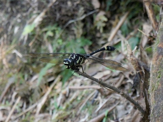 異紋春蜓♂蟲 台北 內湖 內溝.jpg