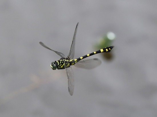 粗鉤春廷 陽明山國家公園 大屯自然公園.jpg