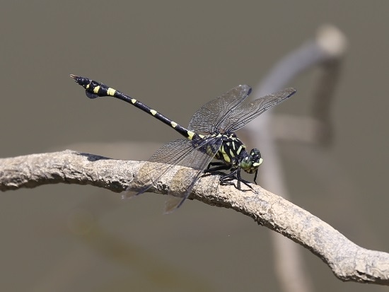 粗鉤春蜓 桃園 龍潭 高原.jpg