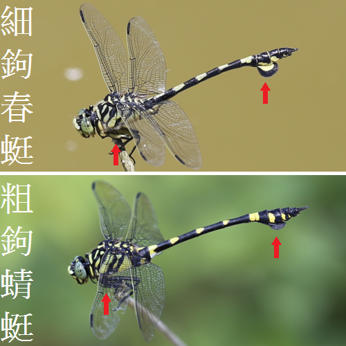 細鉤春蜓amp;粗鉤春蜓.jpg