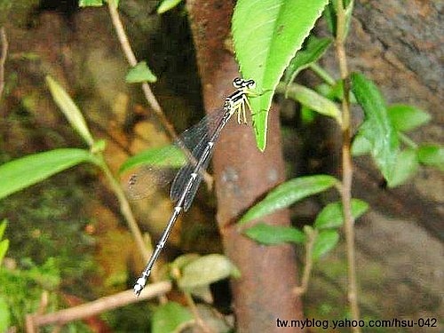 脛蹼琵蟌♀ 台北  汐止.jpg